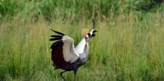 hardcore birding spots in uganda
