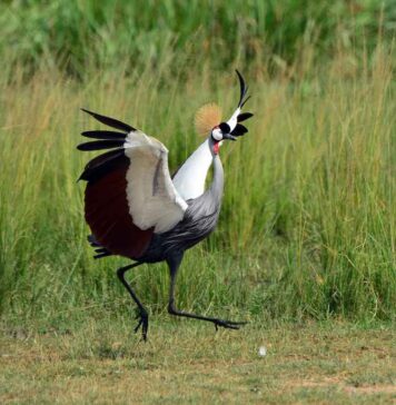 hardcore birding spots in uganda