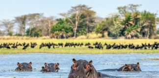 IMG Hippo Family on the West Nile, Uganda
