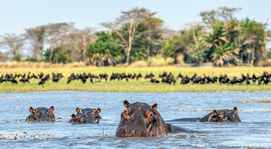 IMG Hippo Family on the West Nile, Uganda
