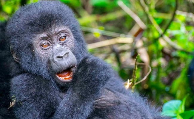 Guide to Wildlife Uganda