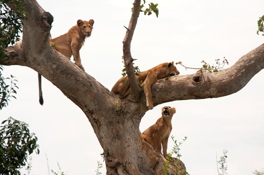 Lion's experience Uganda