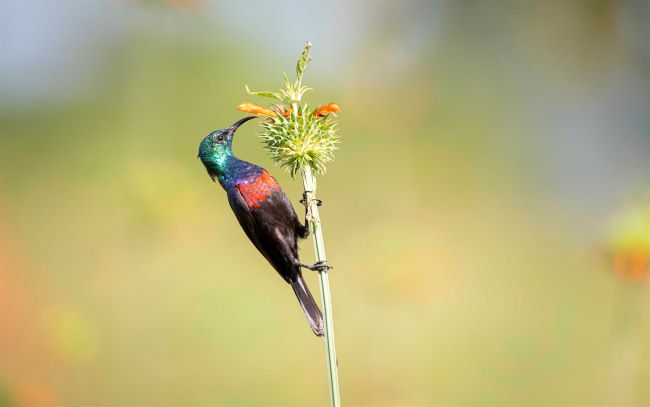 IMG Best birding spots Uganda