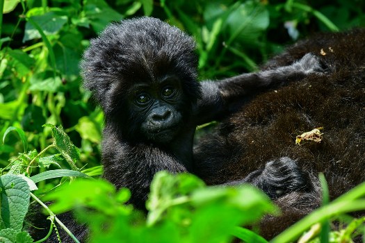cost of gorilla permits in Uganda