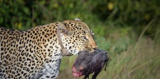 Guide to Wildlife Uganda, Leopard