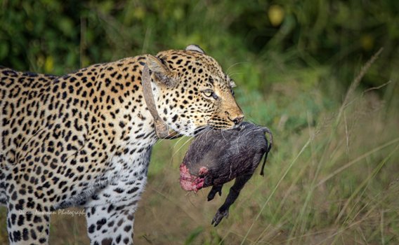 Guide to Wildlife Uganda, Leopard