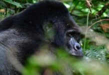 Gorilla Silverback at Bwindi National Park (c) courtesy