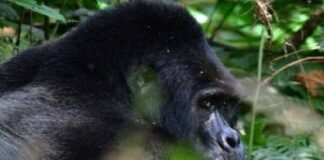 Gorilla Silverback at Bwindi National Park (c) courtesy